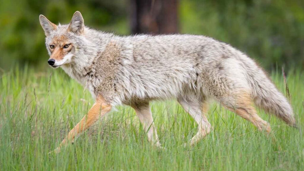 Coyote