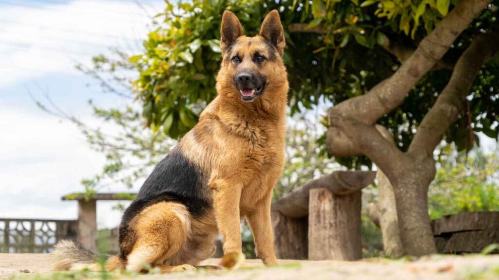German Shepherd