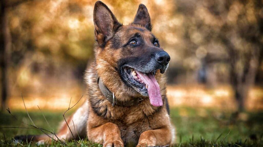 are german shepherd good guard dog