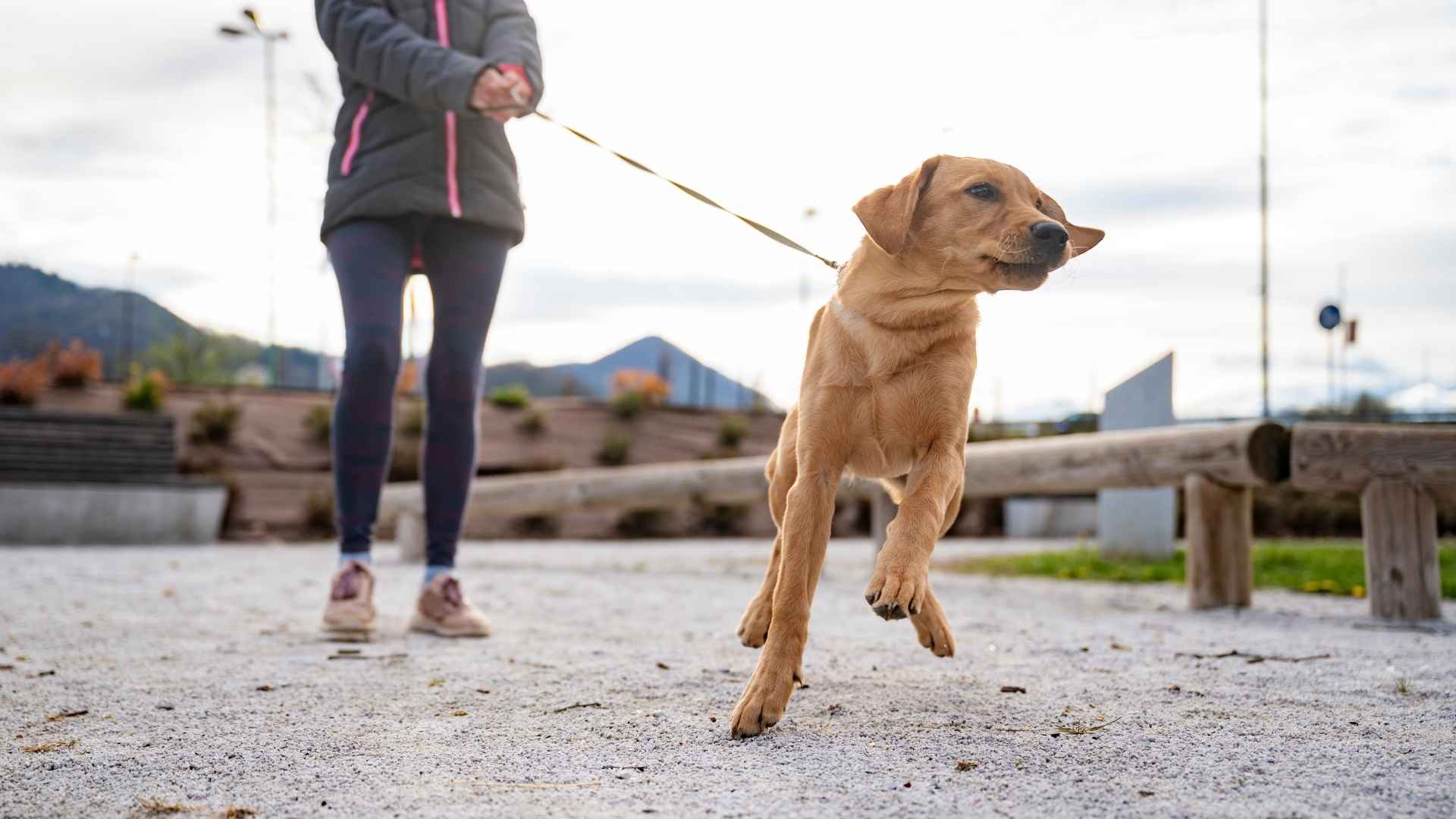 Least Obedient Dog Breeds