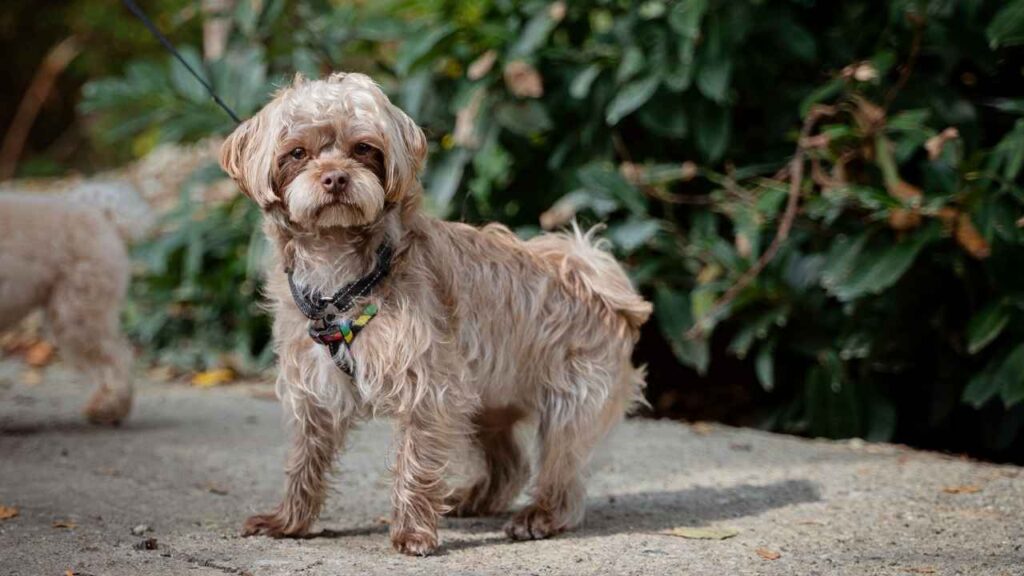 maltipoo
