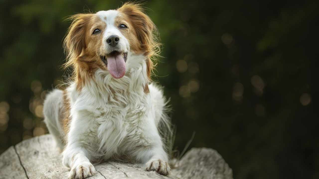 Kooikerhondje