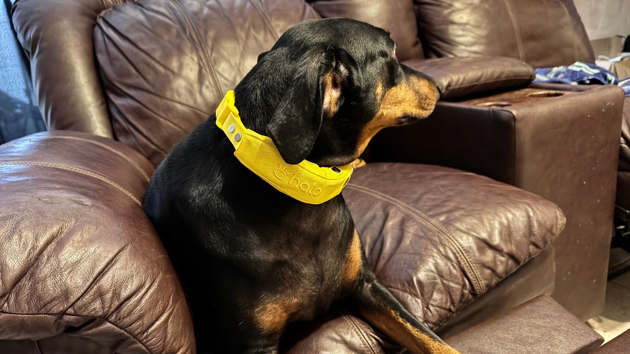Halo Collar 4 Review [I Tested It In December 2024] - Inhenocha.com