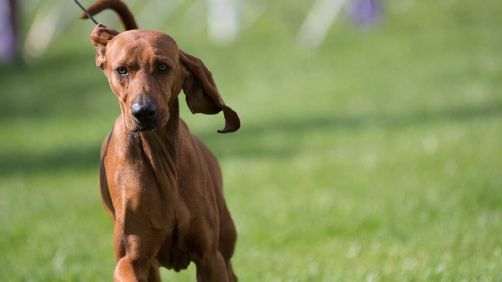 deer tracking dogs breeds