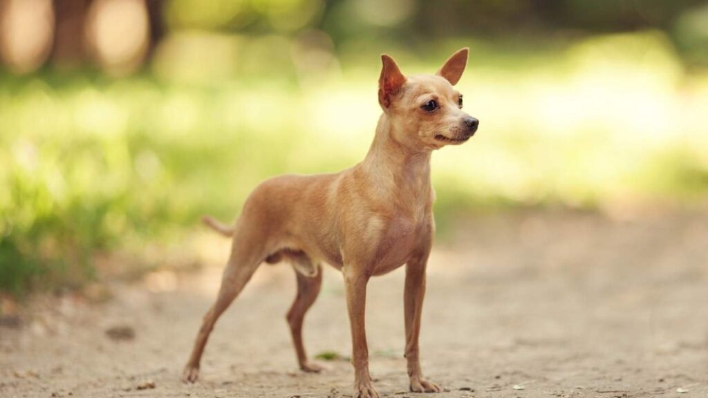 Russian-Toy-Terrier