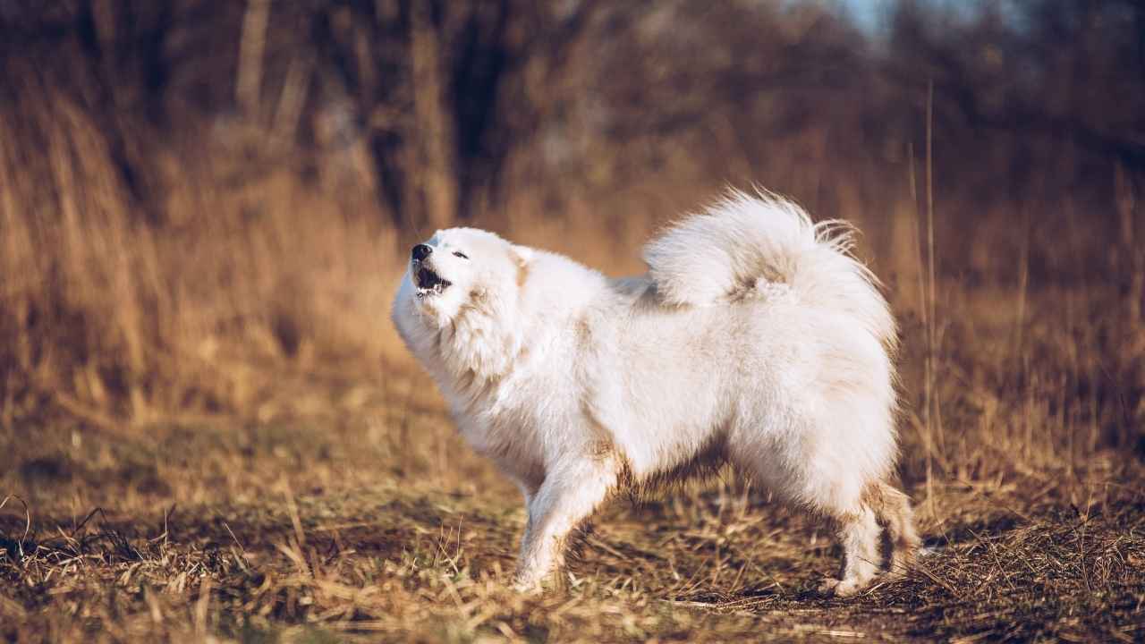 Samoyed