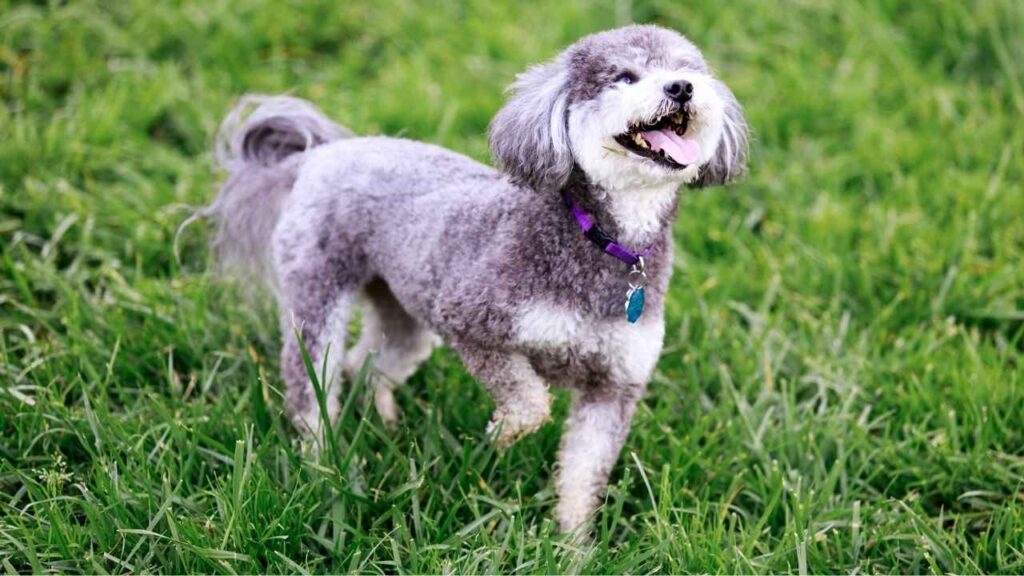 Schnoodle-1-1