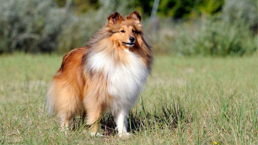 shetland sheepdog