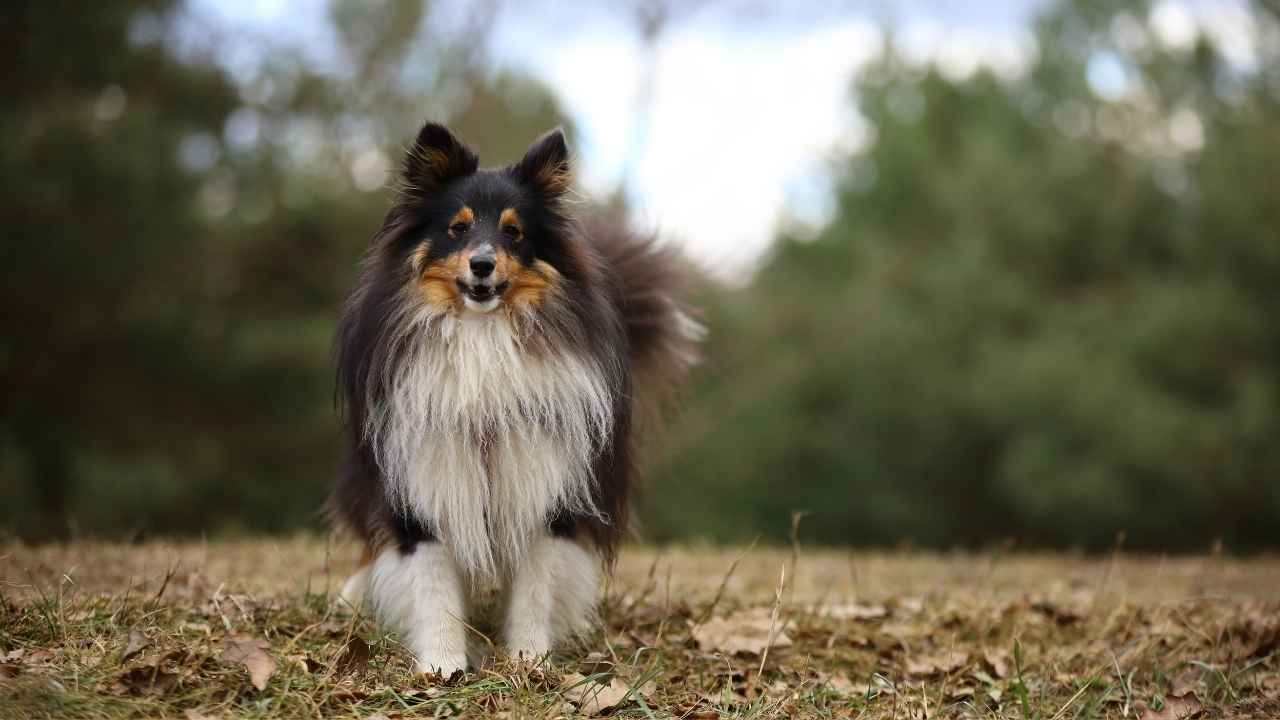 Shetland Sheepdog