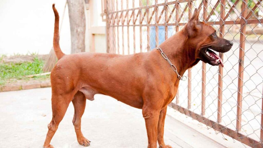 Thai Ridgeback