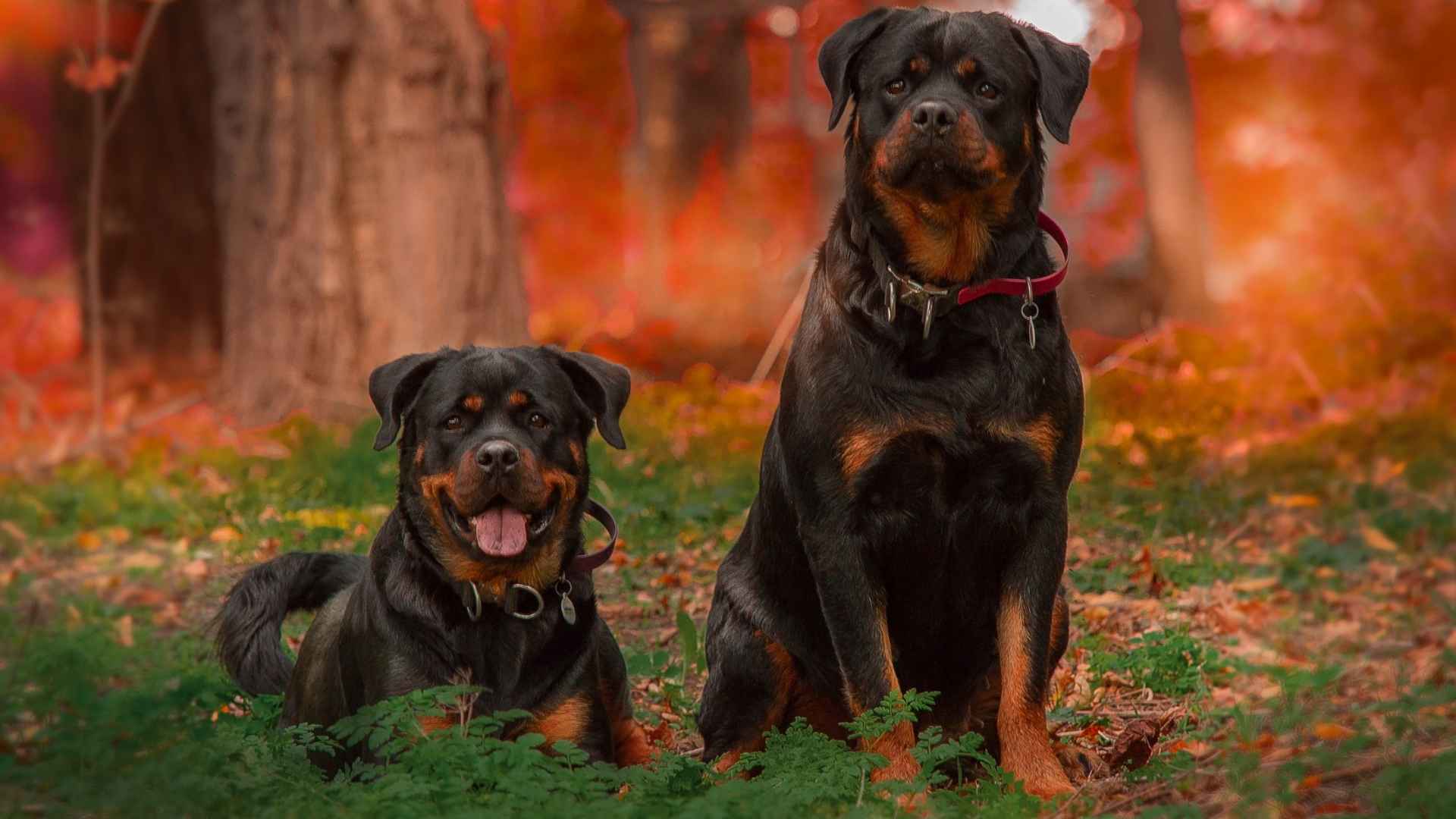 5 Types Of Rottweiler Dog Breeds Avesei 5 Types Of Rottweiler Dog Breeds Avesei