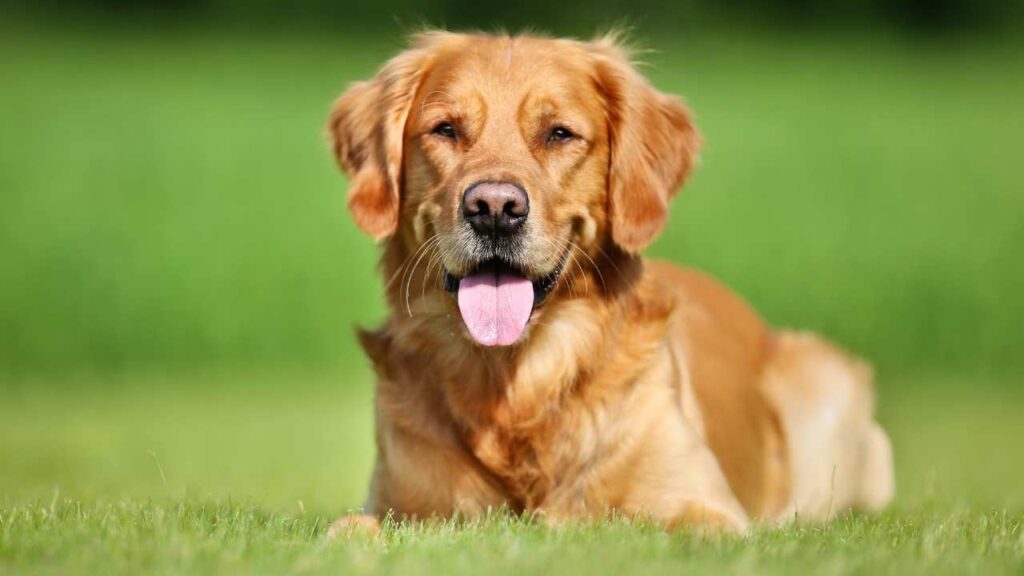 Golden Retrievers