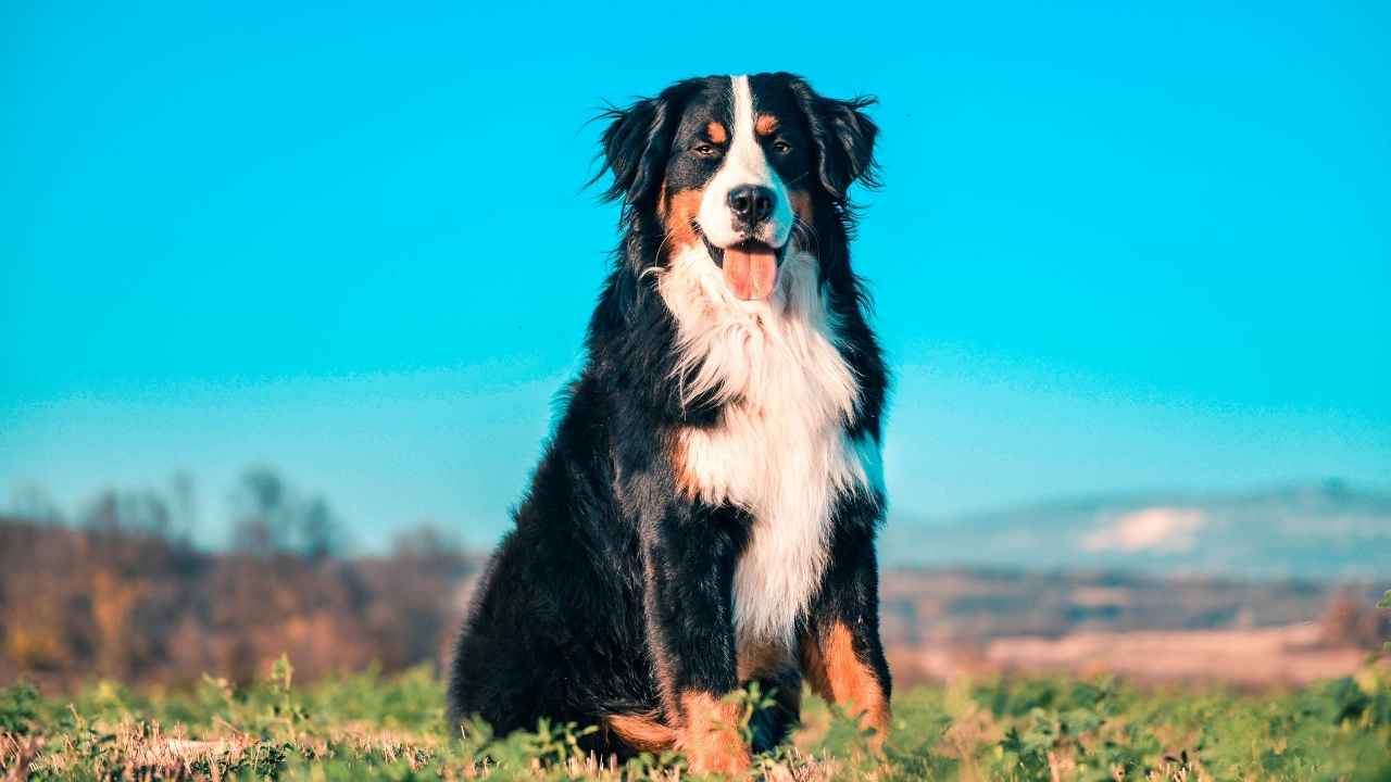 Why This Massive Guardian is Changing How We Think About Dog Breeds Forever