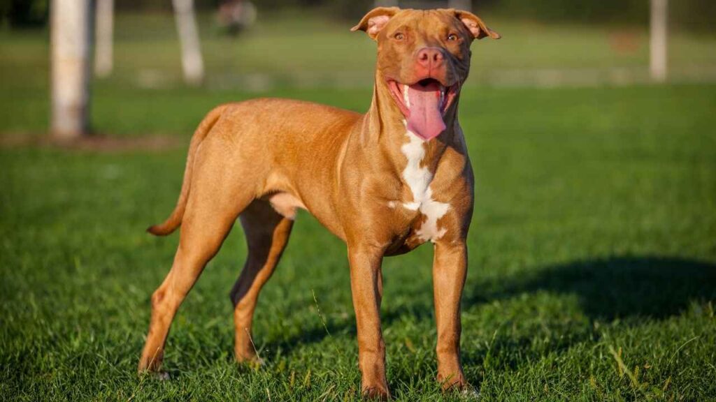 American PitBull Terrier