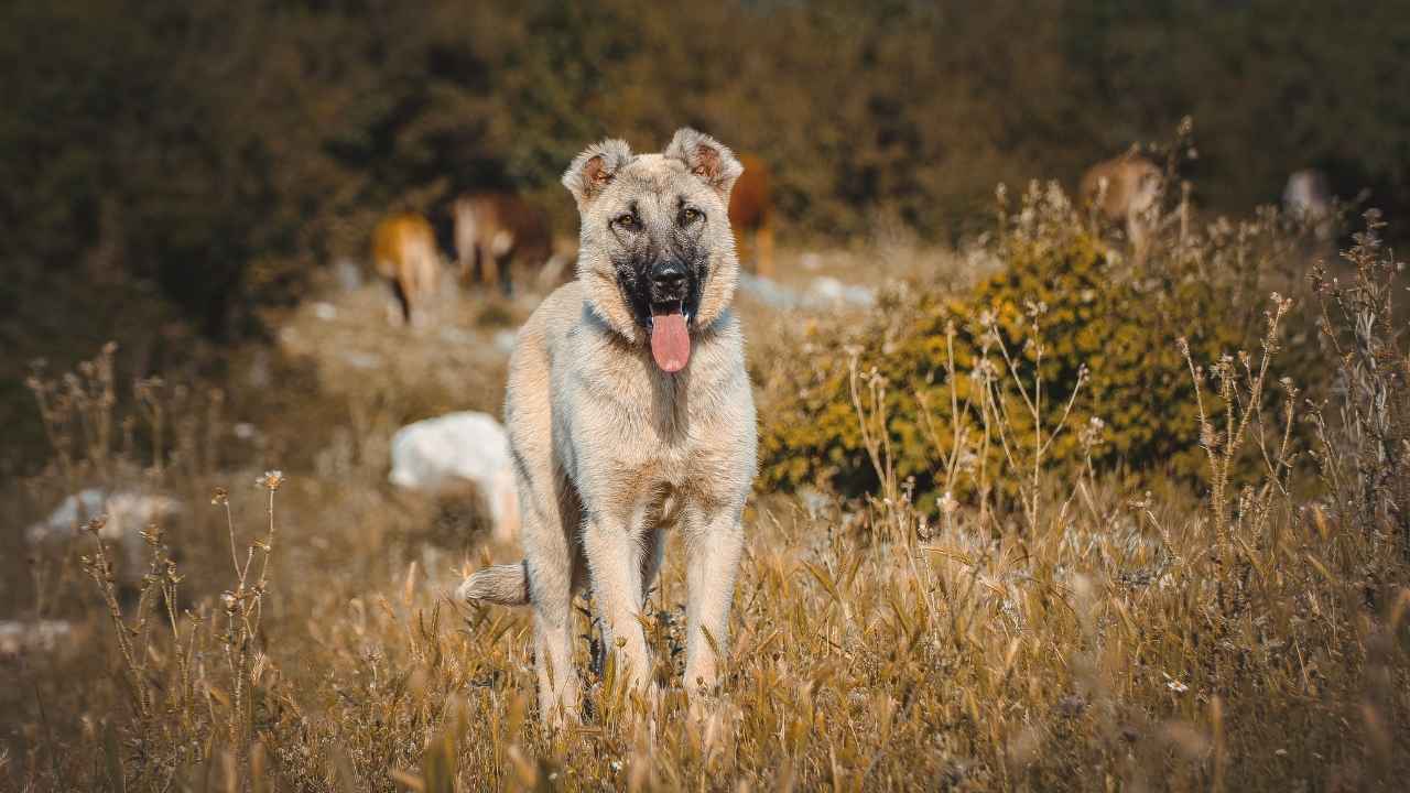turkish kangal dog
