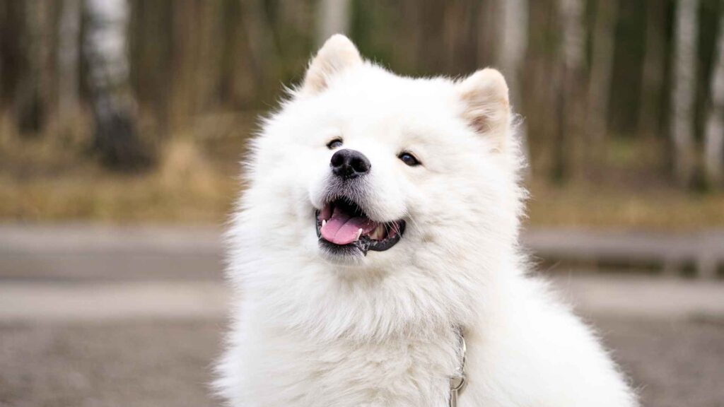 Famous Russian Dog Breeds That Make Perfect Family Pets