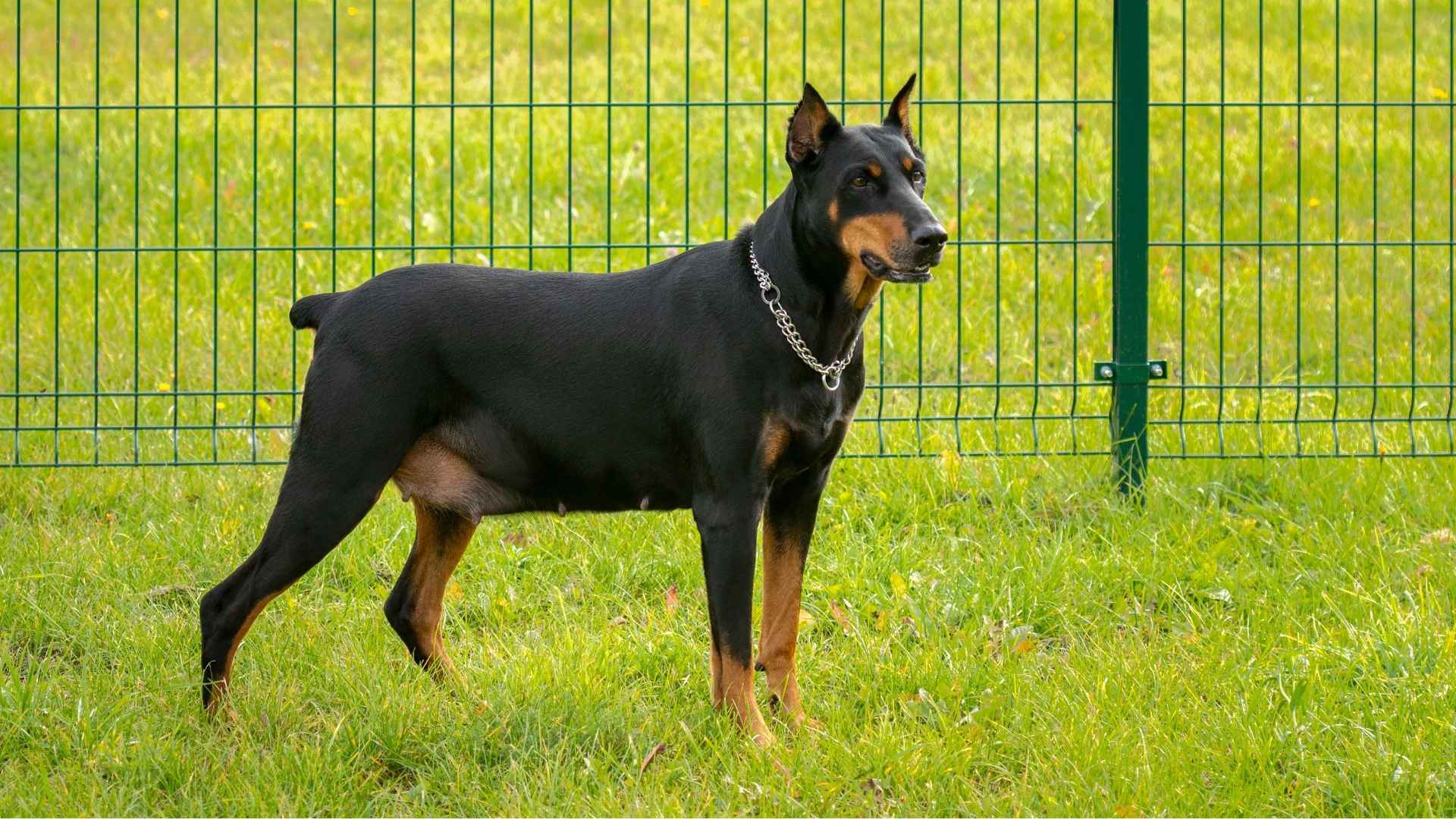 Dog Breeds - WAF