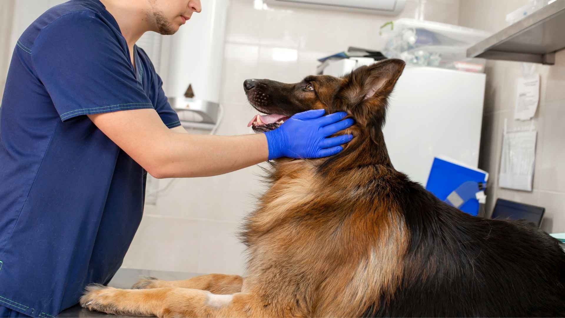 7 Guard 7 Guard Dog Breeds With Least Health Problems - Cerfiem.com