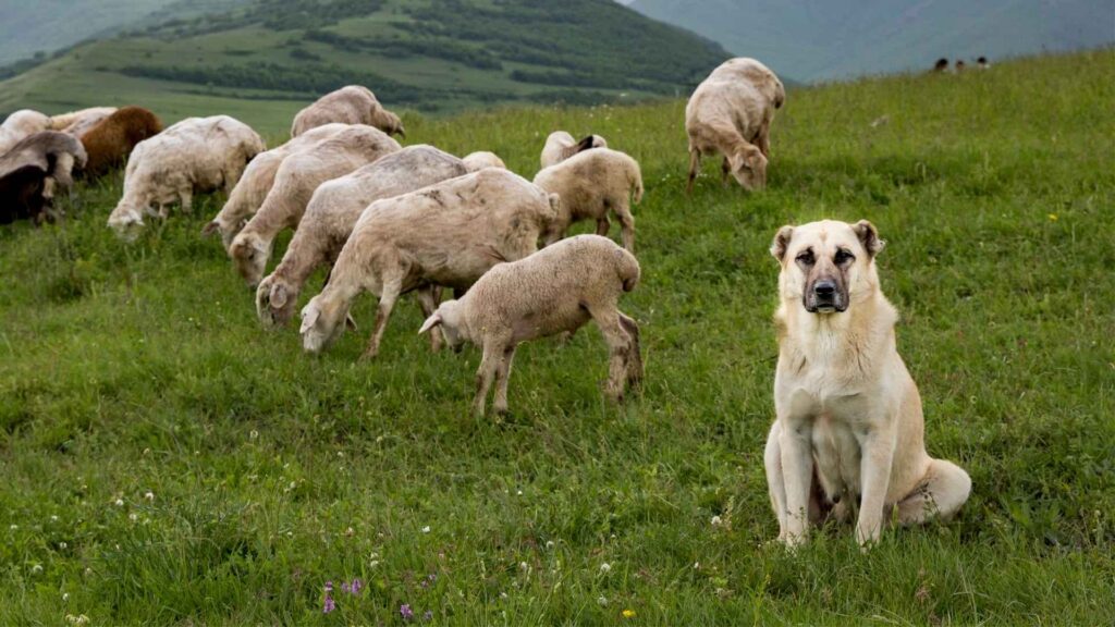 Guarding Instincts