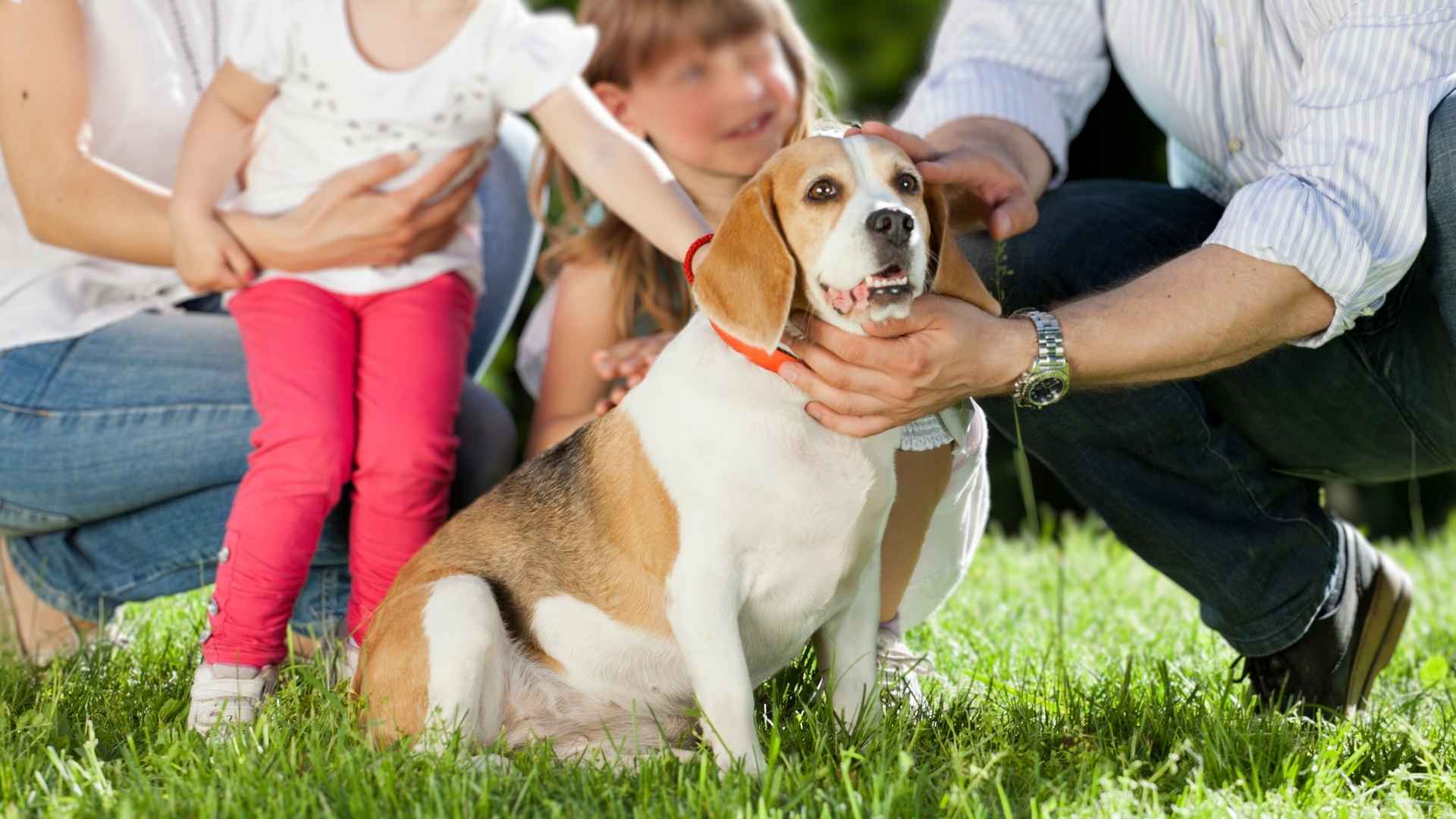 8 Best Dog Breeds for Families with Children