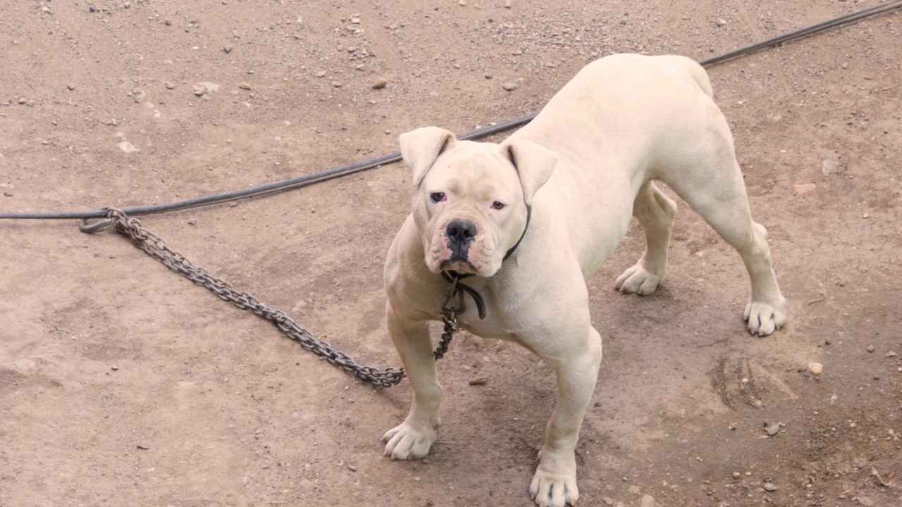 American Bulldog