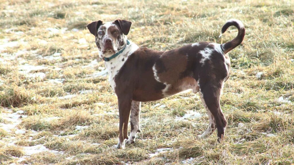 American Leopard Hound