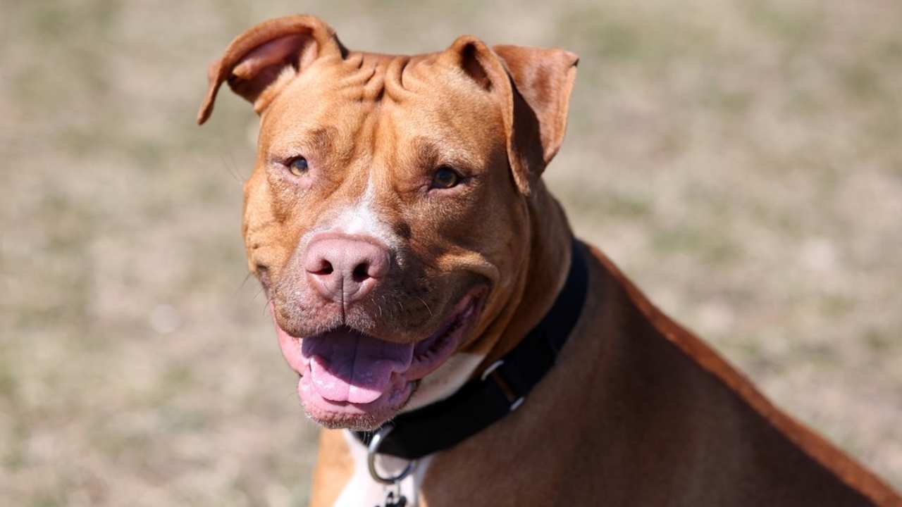 American Pit Bull Terrier