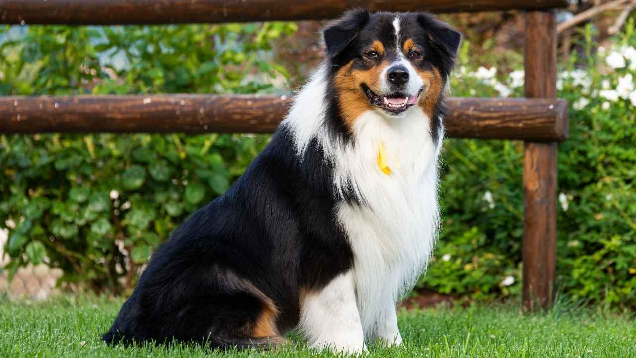 Australian Shepherd