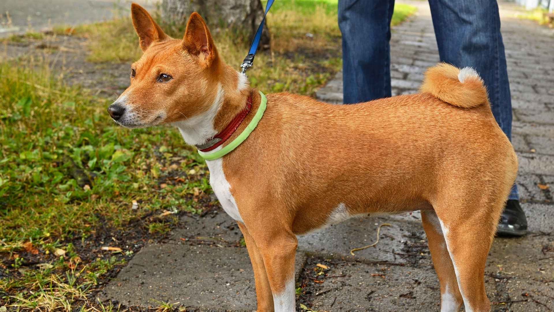 Basenji