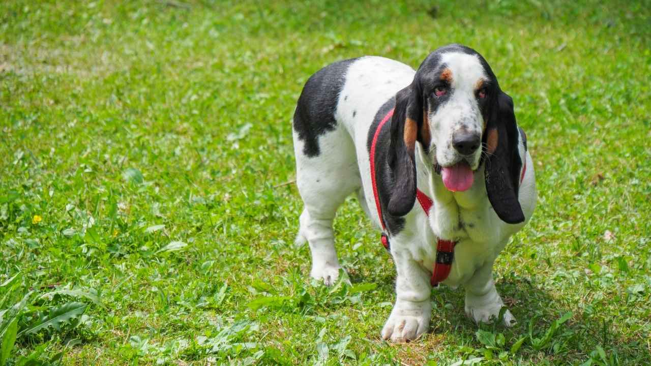 Basset Hound