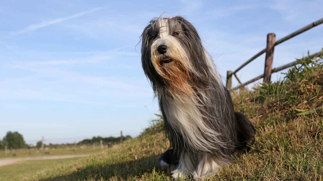 Bearded Collie