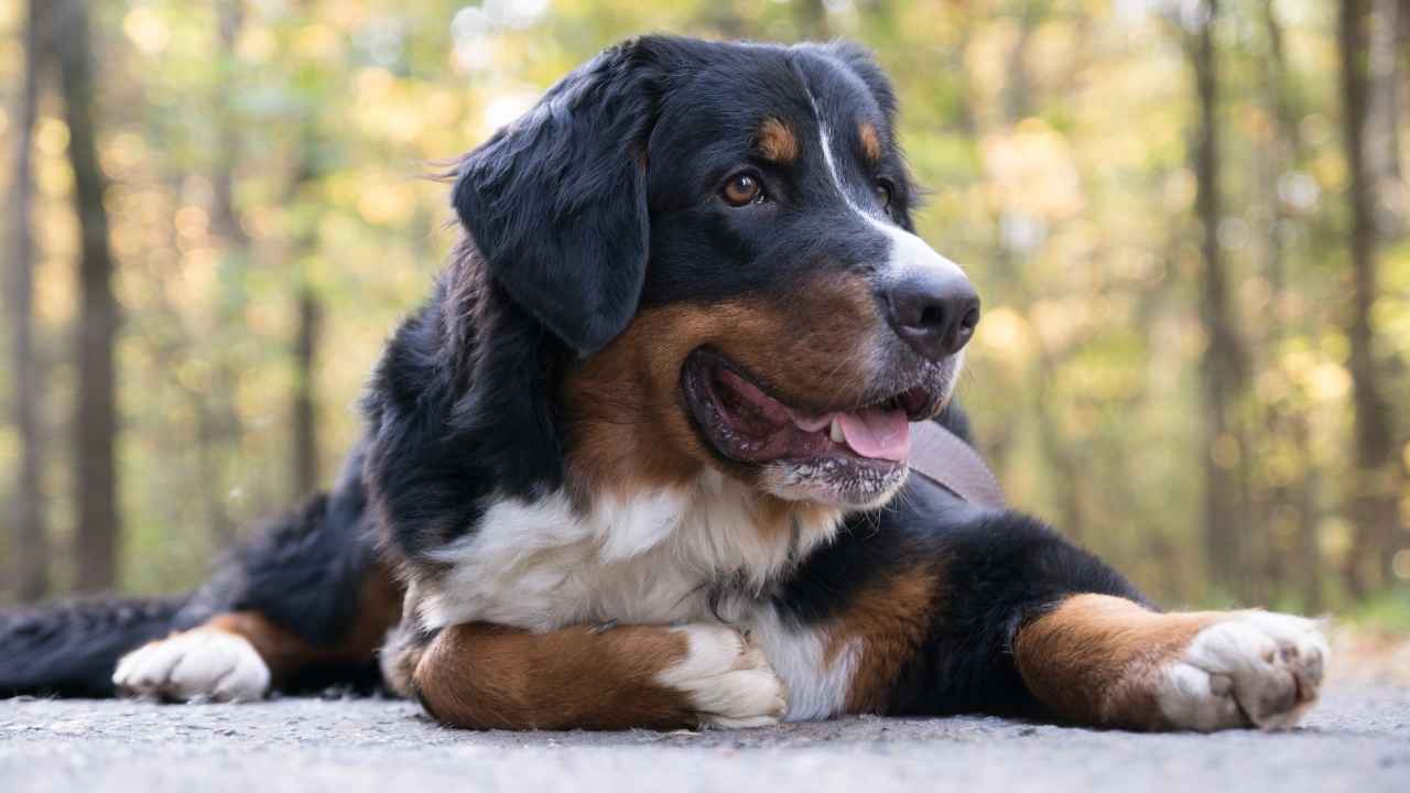 Bernese Mountain Dog