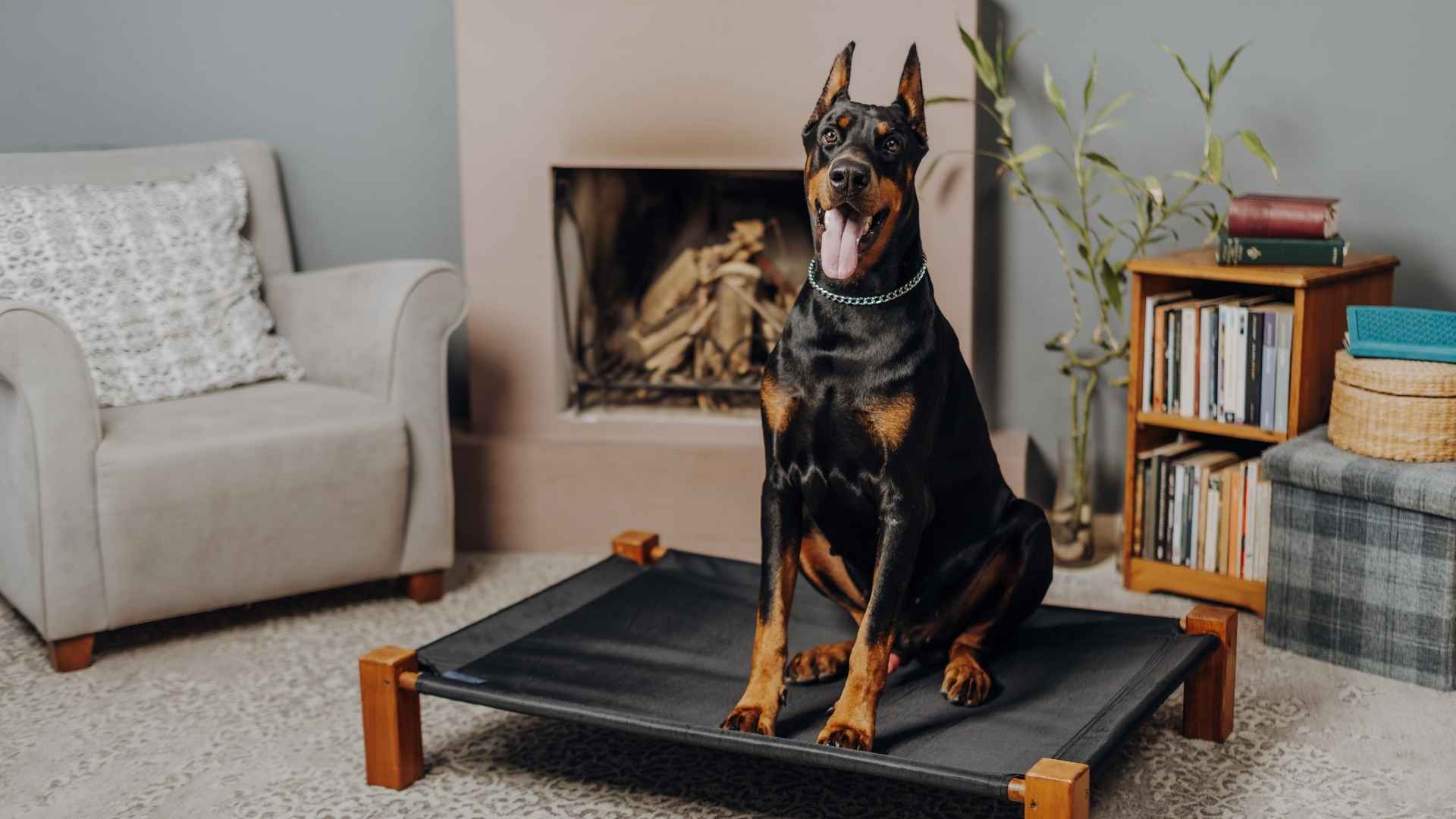 7 Guard Dog Breeds For Apartment Living Offering Security