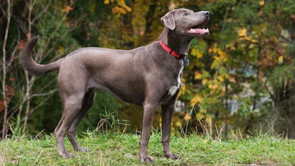 blue lacy
