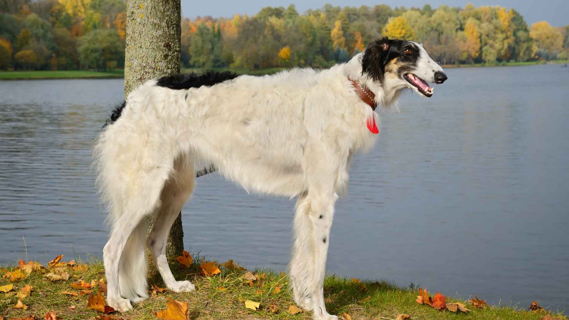 Borzoi