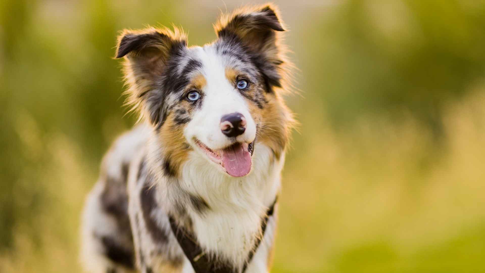 _Breeds With the Least Health Issues You’ll Love