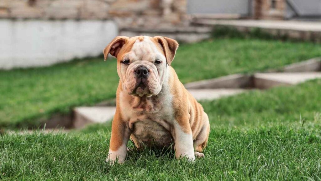 Bulldogs