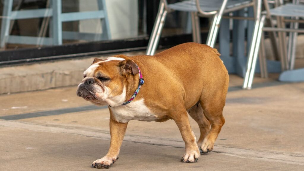Bulldog
