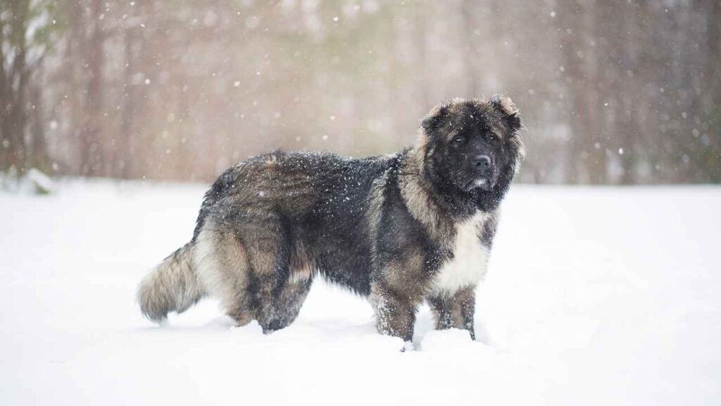 Caucasian shepherd