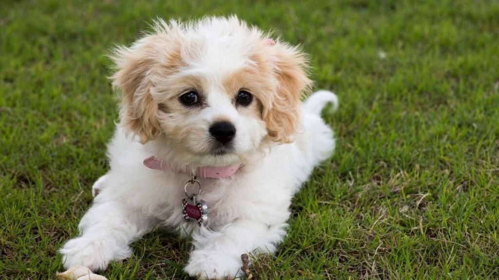 cavachon
