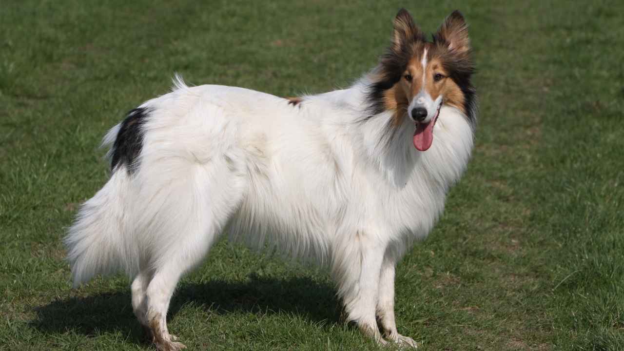 Collie