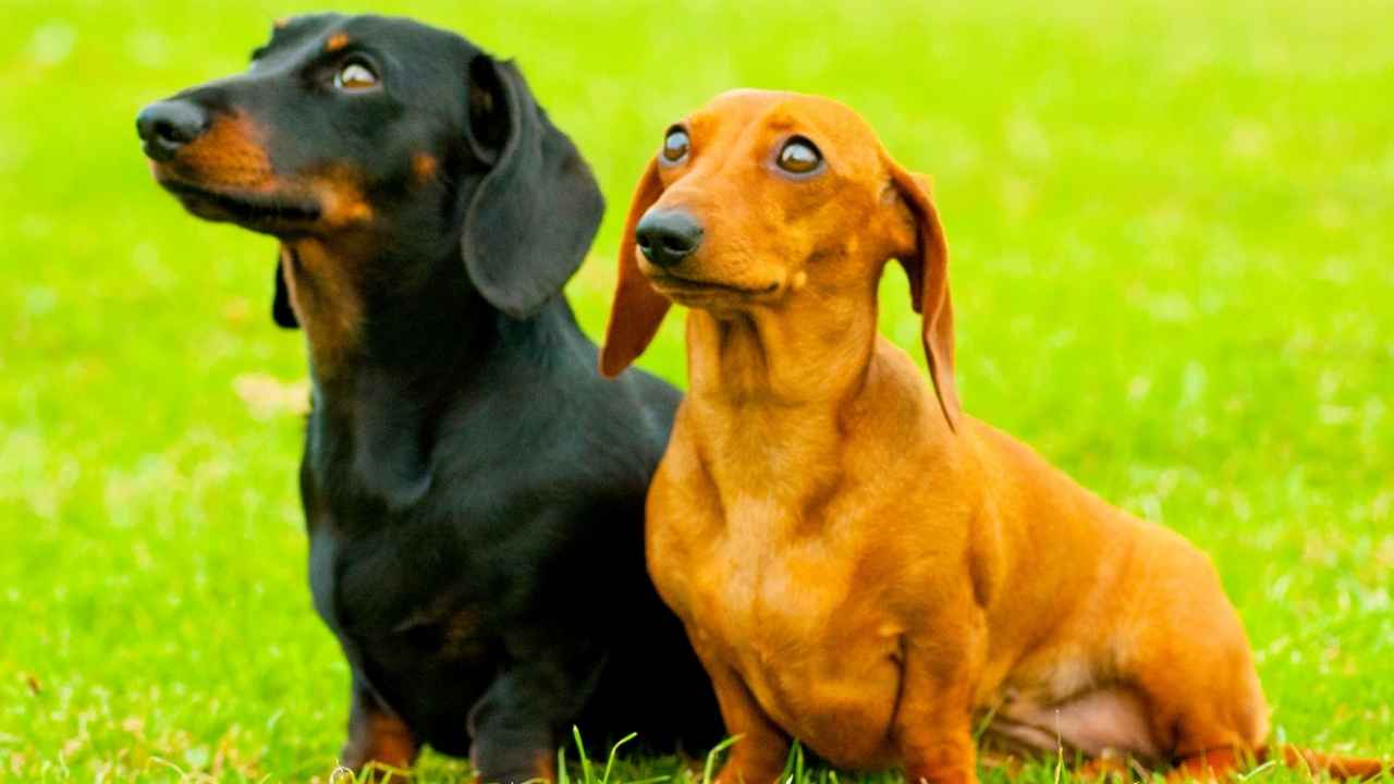 Dachshund