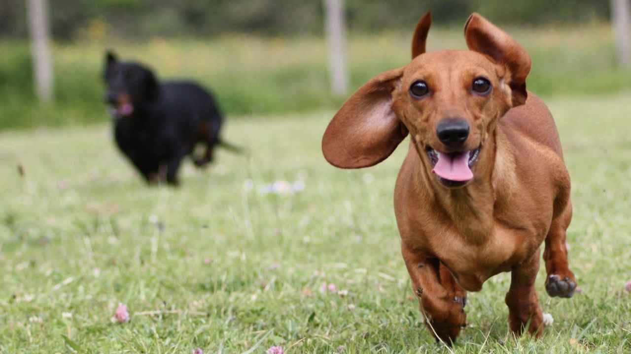 Dachshund