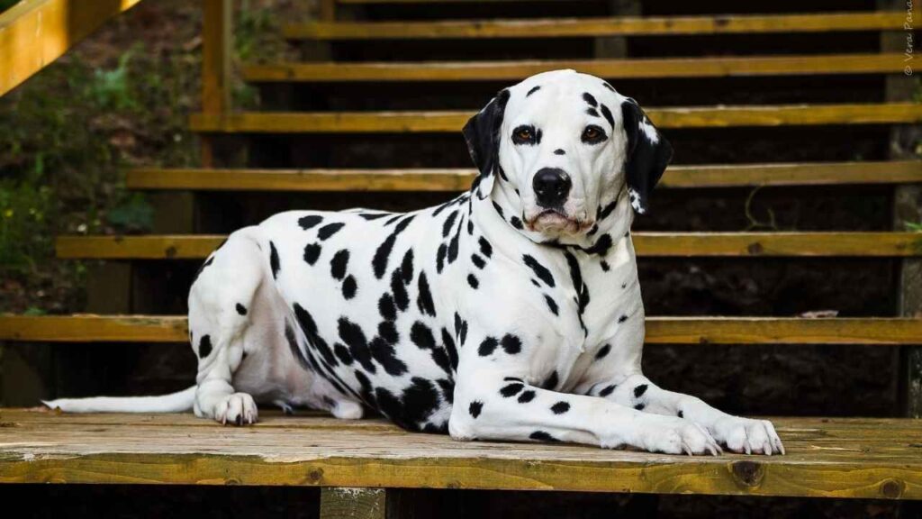 Dalmatians