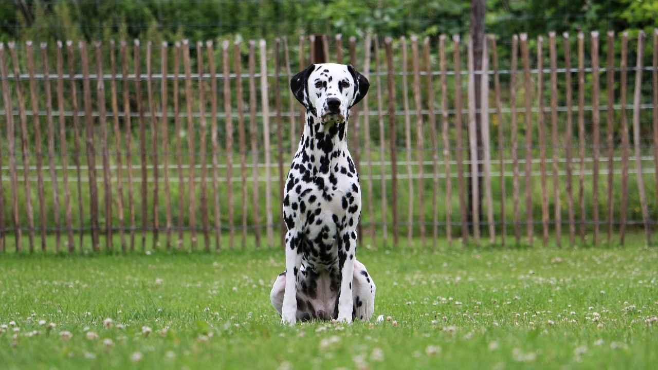 Dalmatian