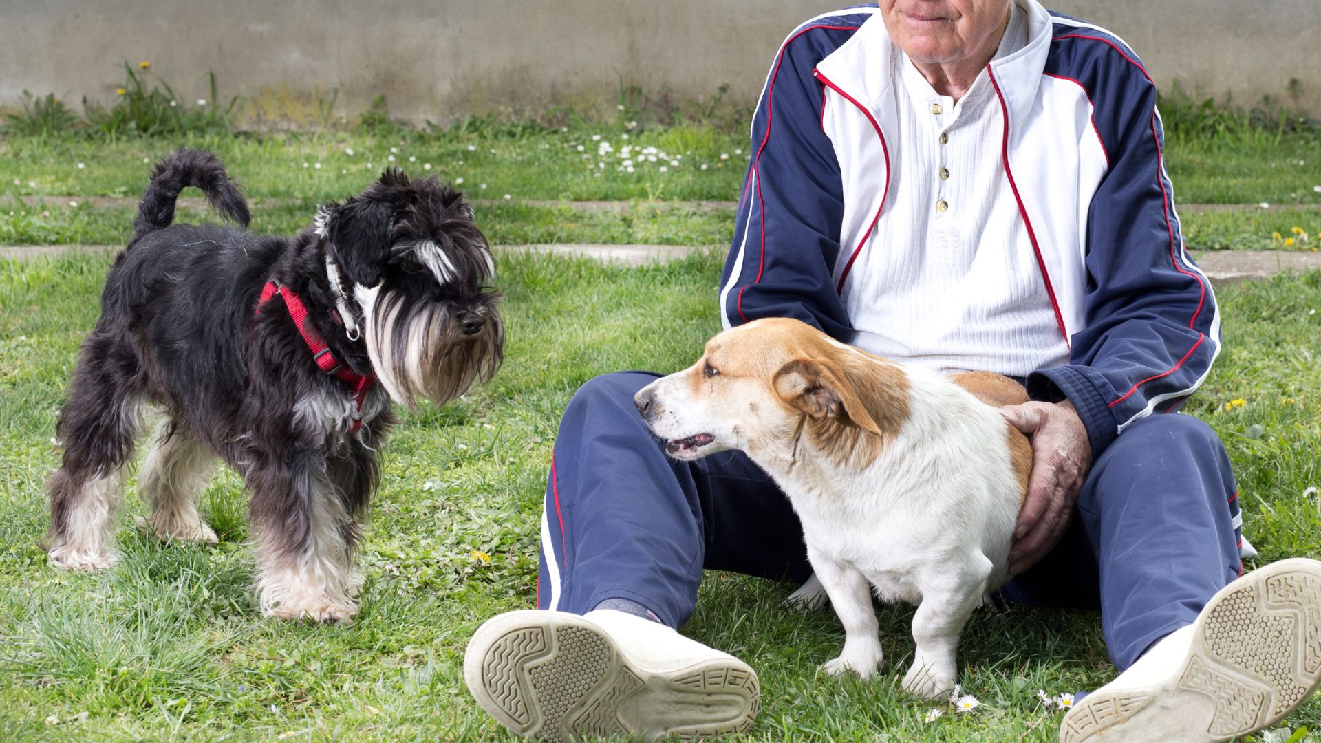 Dog Breeds Seniors Should Avoid