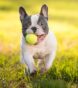 Dog Breeds That Don’t Need a Lot of Exercise