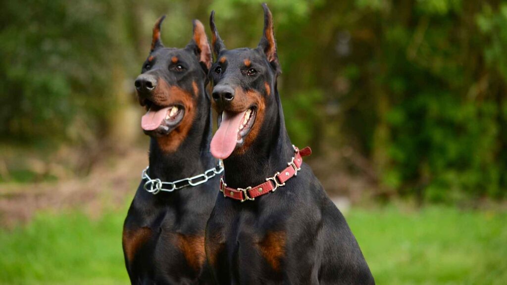 Doberman Pinschers