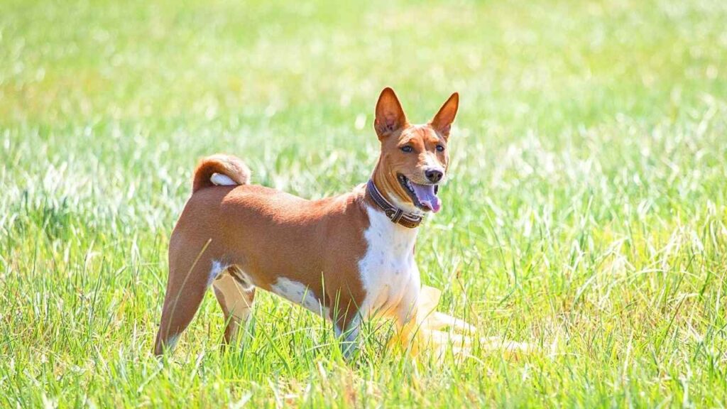 Basenjis dogs