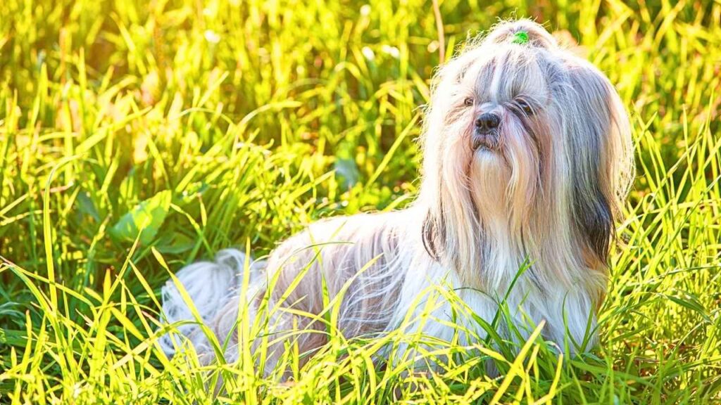 Shih Tzus
